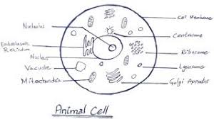 What is the composition and functionality? How To Draw Animal Cell Step By Step Biology Diagram Animal Cell Diagram Youtube