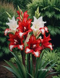 Image result for Gladiolus pretoriensis