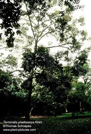 Image result for Terminalia phanerophlebia