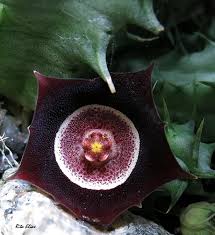 Image result for Vangueria ferruginea