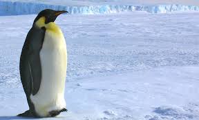 These flightless birds breed in the winter. Emperor Penguin Aptenodytes Forsteri About Animals