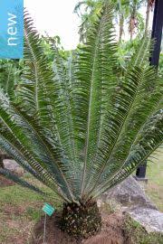 Image result for Encephalartos munchii