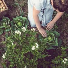 So much so, in fact, that we're gaining 25,000+ new customers with each passing year. Vegan Gardening How To Be A Vegan Gardener Organic Gardening