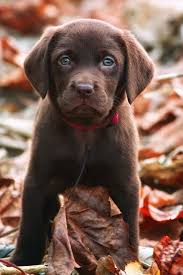 Chocolat Labrador Puppy Chiot Labrador Chocolat Labrador