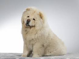 Image result for chow chow