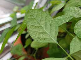 We did not find results for: How To Get Rid Of Spider Mites Once And For All