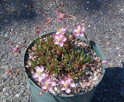 Image result for Talinum tenuissimum