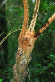 Image result for Cyathea mossambicensis