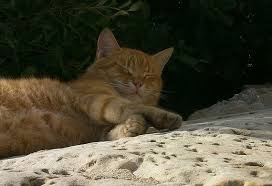 We have a covered patio that has a flooring called cool deck. Helping Homeless Cats In The Summer Petmd