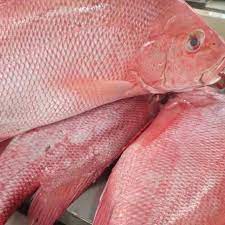 Meski tergolong sebagai varian kakap yang terbanyak ditemukan di perairan indonesia, ini tidak menjadikan harga ikan ini turun. Uus Shop Ikan Kakap Merah Fillet Besar2 Gengs Berat Facebook