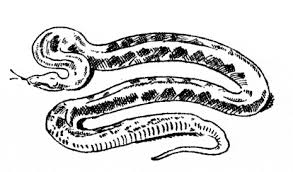 Anaconda coloring page that you can customize and print for kids. Anaconda Coloring Page Animals Town Animals Color Sheet Anaconda Printable Coloring