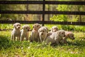 Yellow lab puppies for sale in georgia. Daima S Yellow Lab Ranch Home Facebook