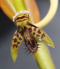 Image result for Bulbophyllum schinzianum