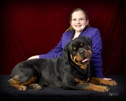 Click here to be notified when new rottweiler puppies are listed. Ballardhaus Rottweilers Rottweiler Breeders Rottweiler Puppies German Rottweilers For Sal Rottweiler Puppies For Sale Rottweiler Breeders Rottweiler Love