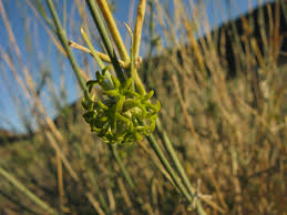 Image result for Orthanthera