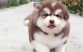 阿拉斯加雪橇犬（英語： alaskan malamute ）又稱阿拉斯加馬拉穆，是最古老的雪橇犬之一。 這種犬與同在阿拉斯加的其它犬種不同，四肢強壯有力，培育它的目的是為了耐力而不是速度，因而它們的主要用途是拉雪橇。 阿拉斯加雪橇犬有時候會被誤認為西伯利亞雪橇犬，這是由於這兩者的顏色和條紋. é˜¿æ‹‰æ–¯åŠ ç‹¼ç‰ˆç†Šç‰ˆåŒºåˆ«ä½ äº†è§£é˜¿æ‹‰æ–¯åŠ é›ªæ©‡çŠ¬å— å® åœˆ