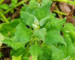 Image result for Tetragonia spicata