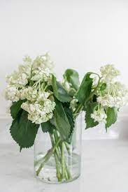 How To Revive Hydrangeas How To Quickly Stop Wilting Hydrangeas Hydrangea Bloom Hydrangea Not Blooming Hydrangea