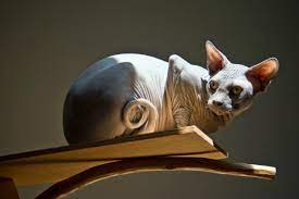 Sphynx Cats What You Should Know Before You Buy One Pethelpful