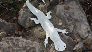 Every fall and spring, tens of millions of birds. Sculpture Island Night Lizard U S National Park Service