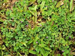 Image result for Grona triflora