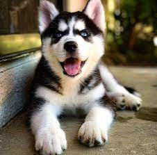 Anda ingin membeli online siberian husky betina yang berkualitas ? Pin By Abi Hacher On Dogs Cute Husky Puppies Husky Puppy Puppies