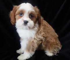 Cavapoo puppies are relaxed, snuggly house pets that get along with children! Cavapoo Puppy For Sale Adoption Rescue For Sale In Wausau Wisconsin Classified Americanlisted Com