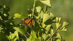 Short camel riding for kids inside the farm. Creation Care Reviving Creation