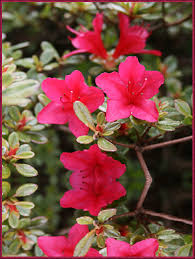 Every june these two and a half foot tall, compact evergreen shrubs are covered with large. Photo 6926 Gumpo Pink Azalea Plant Lust