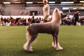 Siba, a standard poodle, took home top honors at the westminster kennel club dog show. Photos From The 2020 Westminster Dog Show Cbs News