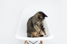 Untuk mengurangi kecemasan mereka, kucing akhirnya menempatan aroma mereka pada sesuatu yang baru dengan kencing di atasnya. 5 Cara Ampuh Mengatasi Bau Hewan Peliharaan Di Rumah