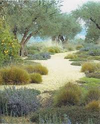 Olive Trees Gravel And Grass Low Water Landscaping Mediterranean Garden Design Landscape Design