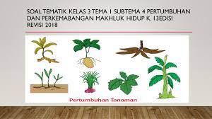 Download soal tematik kelas 4 sd tema 1 subtema 3 bersyukur atas keberagaman dan kunci jawaban. Soal Kelas 3 Tema 1 Subtema 4 Pertumbuhan Dan Perkembangan Tumbuhan K 13 Edisi Revisi 2018 Kumpulan Soal Tematik Sd