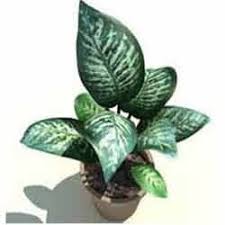 Fast Growth Green Dieffenbachia Amoena For Decoration Aloe Barbadensis Id 7130619862
