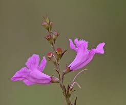 Image result for Alvesia cylindricalyx