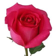 Shocking Versilia Hot Pink Rose Fiftyflowers Com Hot Pink Roses Pink Flowers Rose