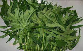 * pucuk ubi/daun singkong * sayur toge * kacang panjang * cabe merah 10 bh. Tahukah Anda Pucuk Ubi Mampu Menurunkan Berat Badan Free Malaysia Today Fmt
