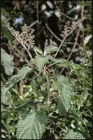 Image result for Laportea alatipes