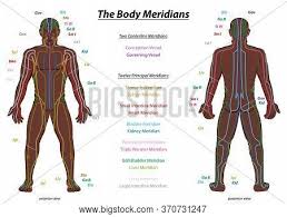 Bones are hard but alive those that cannot be seen lie within the skull. Meridian System Chart Vector Photo Free Trial Bigstock