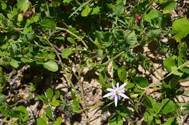 Image result for Croton inhambanensis