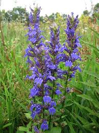 Image result for Lobelia thermalis