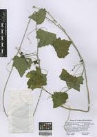 Image result for Adenia gummifera