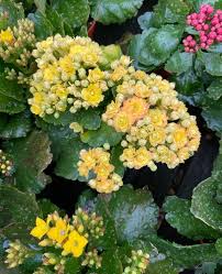 Image result for Kalanchoe calandiva