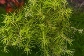 Image result for Mayaca