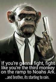 If You Re Gonna Fight Fight Like You Re The Third Monkey On The Ramp To Noah S Ark And Brother Its Starting T Monkeys Funny Monkey Wallpaper Funny Pictures