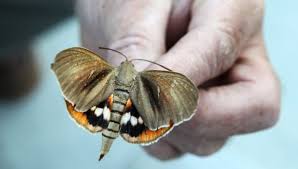 Généralement le papillon préfère quitter le palmier avant de rester coller, c'est pourquoi on retrouve peu de papillons collés sur le palmier. Photos Vous Pouvez Aider A Lutter Contre Le Papillon Tueur De Palmiers