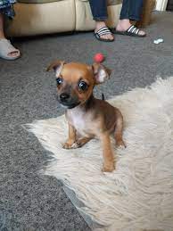 We are committed to finding loving pet homes for all of our puppies where they will continue to be spoiled as they are used to. Meet The In Laws New Applehead Chihuahua Puppy Meeko Aww