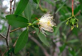 Image result for Sonneratiaceae