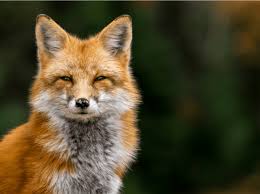 You need to understand what foxes can't stand if you're to take advantage of this and keep them out of your garden. How To Stop Foxes From Coming Into Your Garden Hankintech