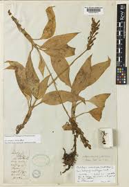 Image result for Platylepis glandulosa